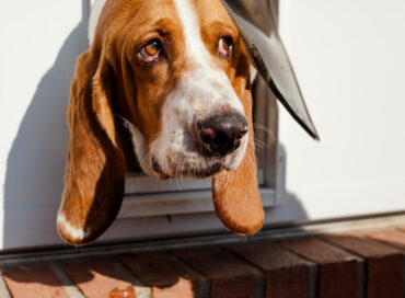 Composite Doors with Dog Flaps, Solidor Timber Composite Doors